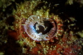 Decorated Eye. This is a close up shot an eye of a scorpionfish I found laying still. I was shooting the fish and carefully tried to get as close as I can to get the eye in focus.