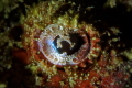 Decorated Eye. This is a close up shot an eye of a scorpionfish I found laying still. I was shooting the fish and carefully tried to get as close as I can to get the eye in focus. Decorated Eye. This is a close up shot an eye of a scorpionfish I found laying still. I was shooting the fish and carefully tried to get as close as I can to get the eye in focus.