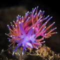 Flabellina affinis iconic nudibranch species of Mediterranean sea_2022
Canon100 1/200 f25 iso400 Flabellina affinis iconic nudibranch species of Mediterranean sea_2022
Canon100 1/200 f25 iso400