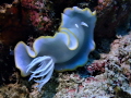 Nudibranch Nudibranch