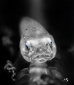 Our days may be black or white  but our gaze of color gives us hope.
Softcoral Ghostgoby