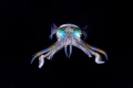 Squid photo from a bonfire dive in Anilao. Squid photo from a bonfire dive in Anilao.