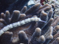 Banded Pipefish Corythoichthys intestinalis