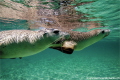 Australian sea lion   Neophoca cinerea   Indian Ocean  Western Australia