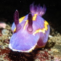 MacFarlands Chromodorid MacFarlands Chromodorid