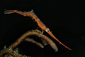 Saw blade shrimp Saw blade shrimp