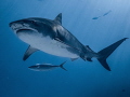 Tiger shark III Tiger shark III