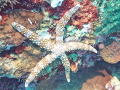 Starfish Starfish