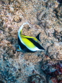 French Angelfish Big Island Hawaii French Angelfish Big Island Hawaii