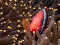 nemo points nemo points