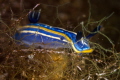 Hypselodoris tricolor_2022
Canon100 1/250 f16 iso200 Hypselodoris tricolor_2022
Canon100 1/250 f16 iso200