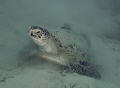 turtle marsa shouni turtle marsa shouni
