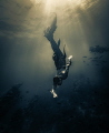 A freediver using a latex tail explores the clear cool waters of Catalina Island.