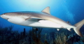 
Shark in Grand Cayman
