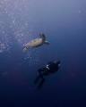 The emotional dance with the glorious turtle and my buddy amongst the deep blue water was a truly mesmerizing scene. With the most modest equipment and only natural sunlight, the harmony of these two loveable creatures caught my eye.