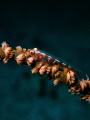 Little Goby on whip coral