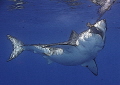 Great White, Guadalupe Island