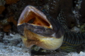 Lizard Fish
Sony A7-IV 9omm F2.8 1/125 f/22 ISO 200
