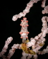 Pygmy Seahorse - taken in Raja Ampat with a Canon 5D mkIII and 100mm lens.