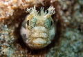 Blenny city/ In Saint Lucia you can find many different types of blennies. This is one of the beautiful bennies that you could spot and stay with for hours!