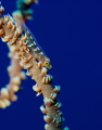 Whip Coral Goby in Blue Abyss.  Taken off the coast of Maui, Hawaii bobbing off the hull of the St. Anthony's ship wreck.