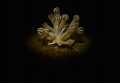 Nudibranch on stage