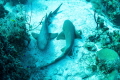 YIN AND YANG SHARKS in Belize (While diving with my son, a shark followed playfully for 15 minutes and then as we approached a second shark resting in the sand the first crashed into it (I caught it on video!) and they came to rest in this position.