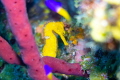 Seahorse with Reef Fish in Belize