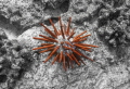 A large and vibrantly red Slate Pencil Urchin. This is a single image, and urchin is 100% natural coloring in image. The only manipulation was a desaturated background.