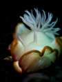 White Ardeadoris Nudibranch