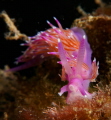 Ooooh Flabellina affinis. Estartit Spain. Inon UFL 165 wet lens Erik Ooooh Flabellina affinis. Estartit Spain. Inon UFL 165 wet lens Erik