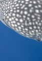 Juvenile Whaleshark with parasites on lip. Came in to check me out off Big Island  HI