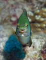 Face to face with a cute Amblyglyphidodon indicus Maldives damselfish Els Face to face with a cute Amblyglyphidodon indicus Maldives damselfish Els