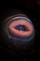 Triggerfish lips