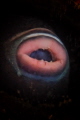 Triggerfish lips Triggerfish lips