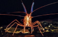 Mediterranean cleaner shrimp Mediterranean cleaner shrimp