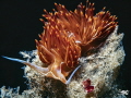 Dondice banyulensis Dondice banyulensis