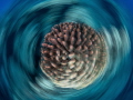 coral head on a spin coral head on a spin