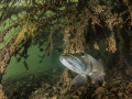 A nice pike in the Netherlands. A nice pike in the Netherlands.