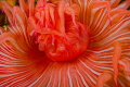 A feeding sea anemone A feeding sea anemone