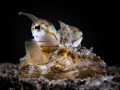 This is a photo of a juvenile mimic octopus resting on the sand. Taken in Dauin Negros Island. This is a photo of a juvenile mimic octopus resting on the sand. Taken in Dauin Negros Island.