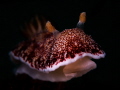 This nudibranch was standing on the ledge of a broken stone giving the floating effect when I took the photo. Taken during the misamis oriental photo competition in 2022. Unfortunately not submitted due to medical emergency. This nudibranch was standing on the ledge of a broken stone giving the floating effect when I took the photo. Taken during the misamis oriental photo competition in 2022. Unfortunately not submitted due to medical emergency.