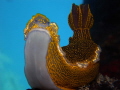 Felimare picta
Gondola Felimare picta
Gondola