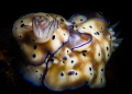 This is a photo of nudibranchs caught mating. Taken during misamis oriental 2022 underwater photo competition but was not submitted due to medical emergency This is a photo of nudibranchs caught mating. Taken during misamis oriental 2022 underwater photo competition but was not submitted due to medical emergency