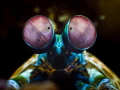 Another photo I ve taken of a mantis shrimp hiding in his cave. Taken in Anilao Philippines. Another photo I ve taken of a mantis shrimp hiding in his cave. Taken in Anilao Philippines.