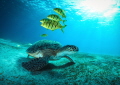 Turtle in beautiful atmosphere Turtle in beautiful atmosphere