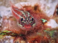 Goby Goby
