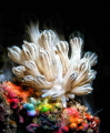 Phyllodesmium rudmani
Phyllodesmium rudmani