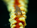 This is a photo of a whipcoral goby. Taken in Anilao  Philippines.
