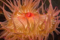 Candy Striped Sea anemone